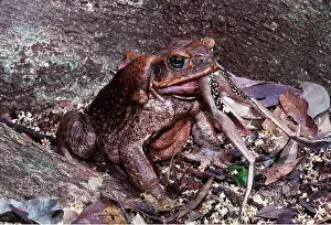 Swallowing: Cane / Marine TOAD - swallows native treefrog