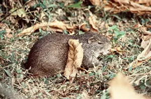 Rats: CANE RAT