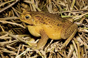 Marinus: Cane toad
