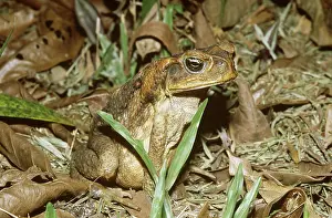 Invader: Cane Toad