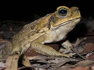 Marinus: Cane Toad