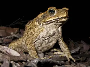 Marinus: Cane Toad