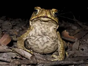 Marinus: Cane Toad