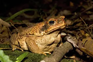 Marinus: Cane Toad
