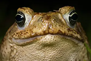 Marinus: Cane Toad