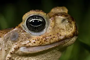 Marinus: Cane Toad