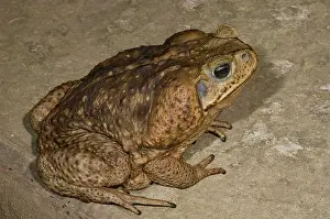 Marinus: Cane Toad