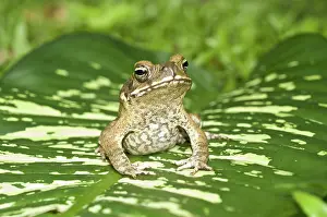 Marinus: Cane toad