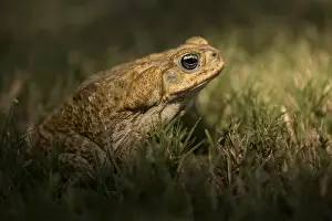 Bufo: Cane toad Bufo toad (Rhinella marina), Corozal district