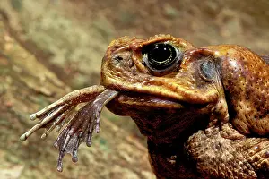 Dangling: Cane Toad - close up, frog legs dangling from mouth