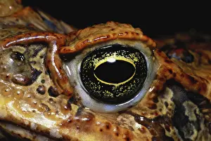 Marinus: Cane Toad Eye