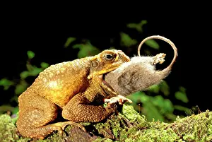 Auscape International: Cane toad / Giant toad / Marine toad - swallowing