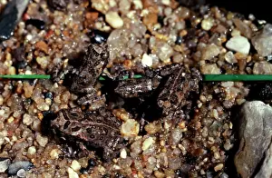 Marinus: Cane toad - juveniles. Pest species in Australia