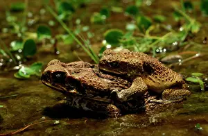 Marinus: Cane toad - pair in amplexus. Pest species in Australia