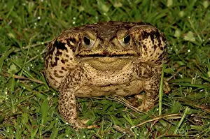 Marinus: Cane Toad, Pantanal, Brazil