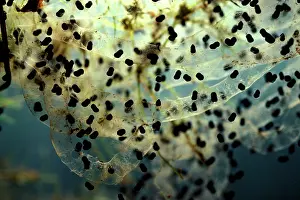 Marinus: Cane toad - spawn with eggs hatching. Pest species