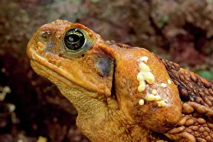 Parietal: Cane Toad - venom exuding from parietal gland