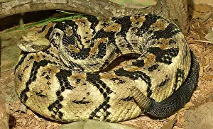 Horridus: Canebrake Rattlesnake