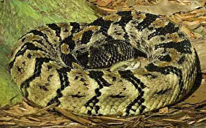 Horridus: Canebrake Rattlesnake