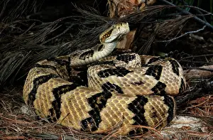 Horridus: Canebrake Rattlesnake