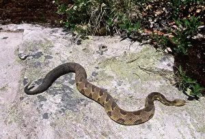 Horridus: Canebrake Rattlesnake