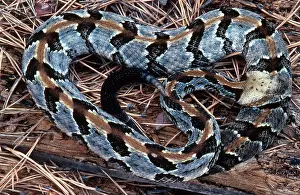 Vipers: Canebrake Rattlesnake