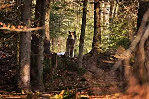 Vision: Canis lupus Canidae Canis