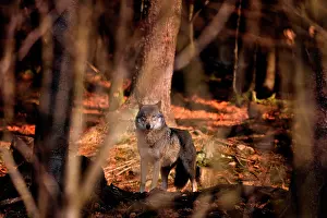Vision: Canis lupus Carnivora