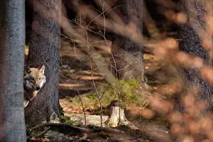 Vision: Canis lupus Carnivora