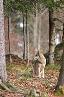 Vision: Canis lupus Carnivora