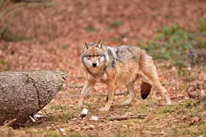 Vision: Canis lupus Carnivora