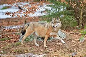 Vision: Canis lupus Carnivora