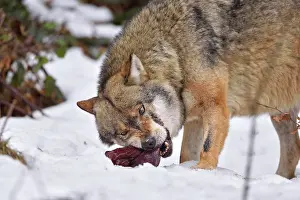 Vision: Canis lupus Carnivora