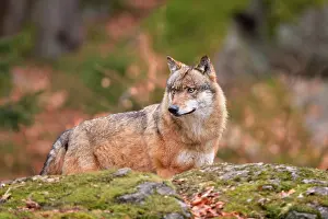 Vision: Canis lupus Carnivora