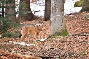 Vision: Canis lupus Carnivora