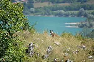 Italicus: Canis lupus italicus Carnivora