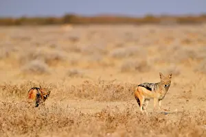 Mesomelas: Canis mesomelas Canis