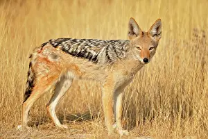 Mesomelas: Canis mesomelas Canis