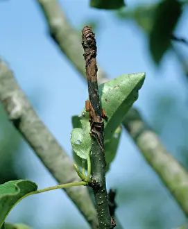 Pyrus: Canker on Pear