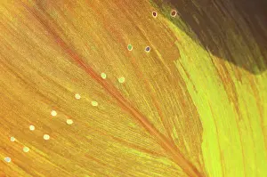 Unexplained: Canna