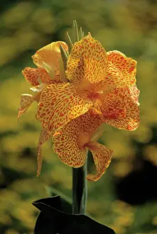 Canna: Canna