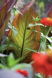 Turned: Canna