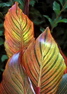 Durban: Canna Durban