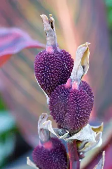 Rhizome: Canna indica, Close up of unusual purple seed pods