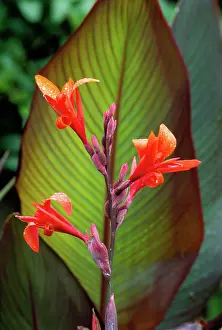 Canna: Canna Indica Purpurea