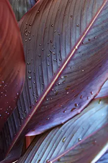 Droplets: Canna lily, Indian shot, Canna x generalis, Close