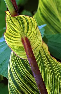 Canna: Canna Striata