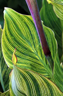 Canna: Canna Striata - October