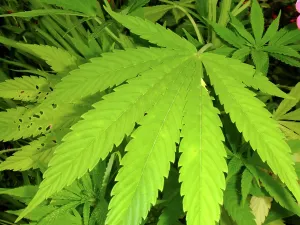 Marijuana: Cannabis