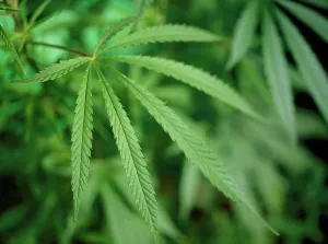 Marijuana: Cannabis